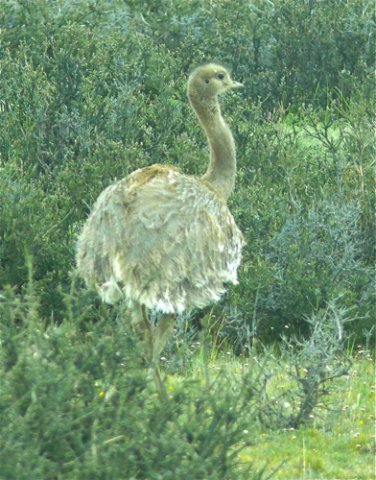 Lesser rhea. Photo by Rick Taylor. Copyright Borderland Tours. All rights reserved.