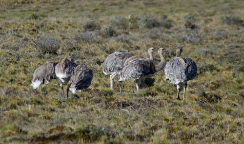 Lesser rheas. Photo by Dave Semler. All rights reserved.
