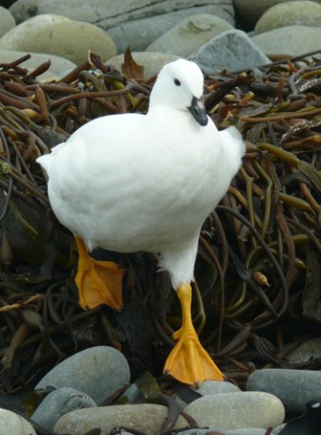 Male kelp goose. Photo by Rick Taylor. Copyright Borderland Tours. All rights reserved.