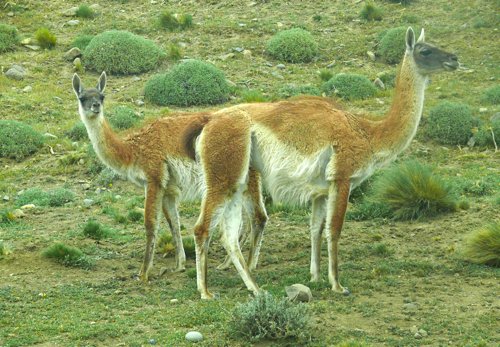 Mother  daughter guanacos. Photo by Rick Taylor. Copyright Borderland Tours. All rights reserved.