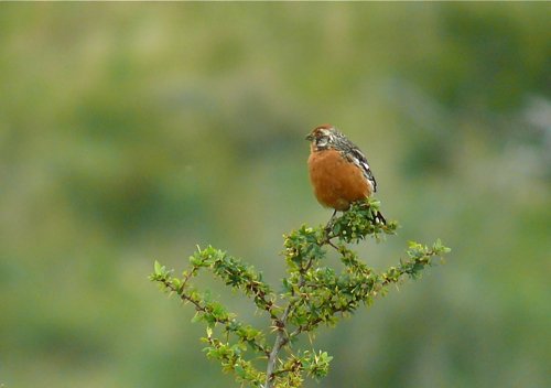 Rufous-tailed plantcutter. Photo by Rick Taylor. Copyright Borderland Tours. All rights reserved.