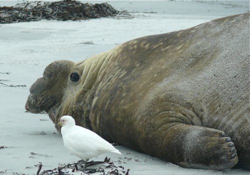 Snowy sheathbill and elephant seal. Photo by Rick Taylor. Copyright Borderland Tours. All rights reserved.