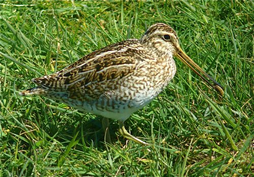 South american snipe. Photo by Rick Taylor. Copyright Borderland Tours. All rights reserved.