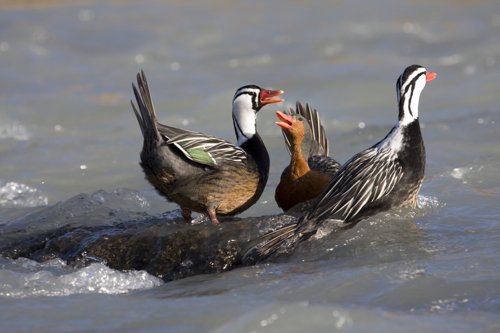 Torrent ducks. Photo by Enrique Couve. All rights reserved.