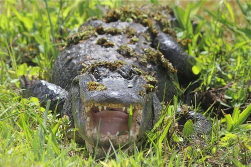 American alligator. Photo by Jean Halford. All rights reserved.