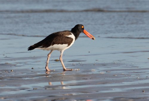 American oystercatcher. Photo by Jean Halford. All rights reserved.