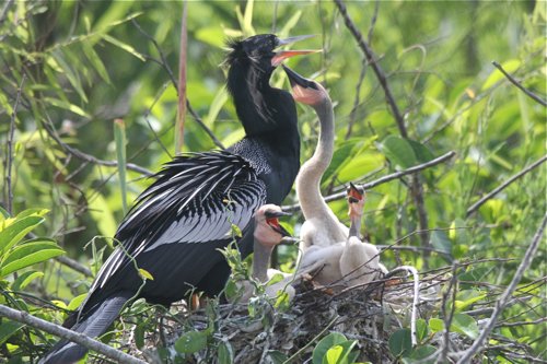 Anhinga family. Photo by Jean Halford. All rights reserved.