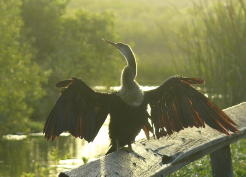 Anhinga on the anhinga trail everglades national park. Photo by Rick Taylor. Copyright Borderland Tours. All rights reserved. 