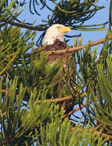 Bald eagle. Photo by Jean Halford. All rights reserved.