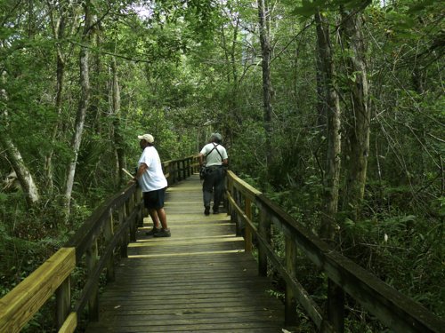 Big cypress boardwalk fakahatchee strand. Photo by Rick Taylor. Copyright Borderland Tours. All rights reserved. 