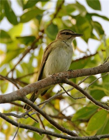 Black-whiskered vireo. Photo by McDonald courtesy of Paul Bithorn. All rights reserved.