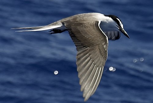 Bridled tern. Photo by Boyd courtesy of Paul Bithorn. All rights reserved.