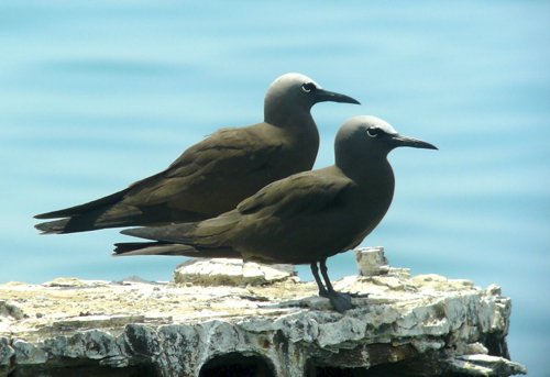 Brown noddies. Photo by Rick Taylor. Copyright Borderland Tours. All rights reserved. 