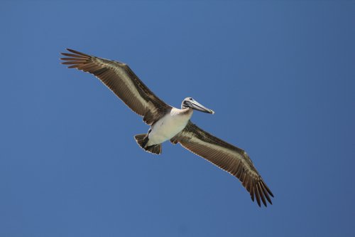 Brown pelican. Photo by Jean Halford. All rights reserved.