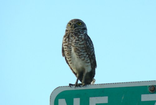 Burrowing owl. Photo by Rick Taylor. Copyright Borderland Tours. All rights reserved. 