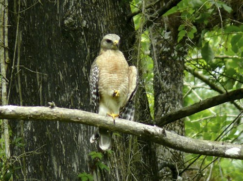 Florida red-shouldered hawk. Photo by Rick Taylor. Copyright Borderland Tours. All rights reserved.
