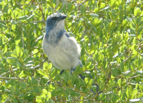 Florida scrub-jay. Photo by Rick Taylor. Copyright Borderland Tours. All rights reserved. 