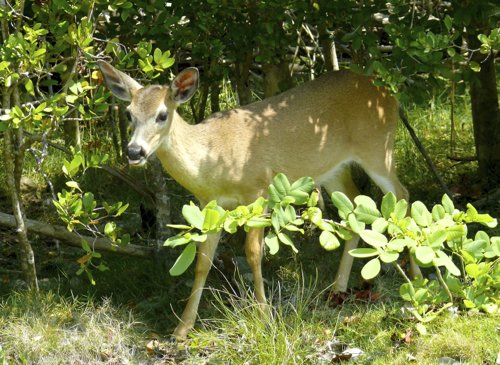 Key deer. Photo by Rick Taylor. Copyright Borderland Tours. All rights reserved. 