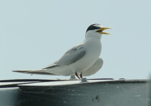 Least tern. Photo by Rick Taylor. Copyright Borderland Tours. All rights reserved. 