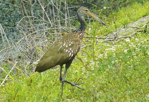 Limpkin. Photo by Rick Taylor. Copyright Borderland Tours. All rights reserved. 