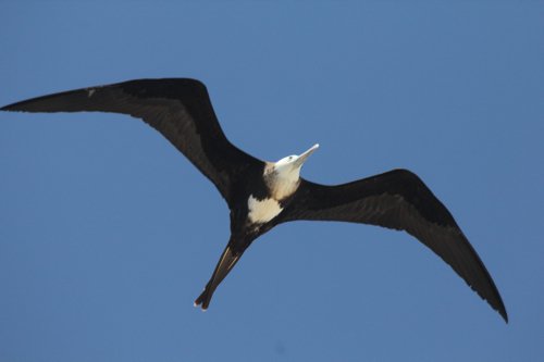 Magnificent frigatebird juvenile. Photo by Jean Halford. All rights reserved.