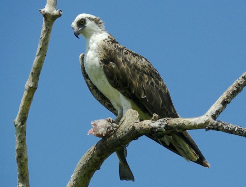 Osprey. Photo by Rick Taylor. Copyright Borderland Tours. All rights reserved. 