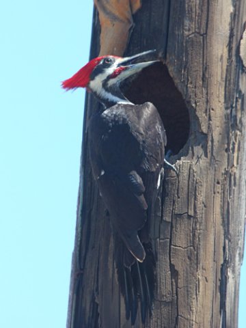 Pileated woodpecker. Photo by Jean Halford. All rights reserved.