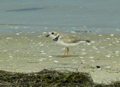Piping plover. Photo by Rick Taylor. Copyright Borderland Tours. All rights reserved. 