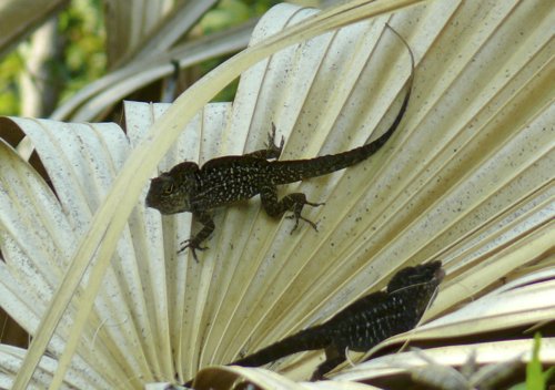 Puerto rican crested anoles. Photo by Rick Taylor. Copyright Borderland Tours. All rights reserved. 