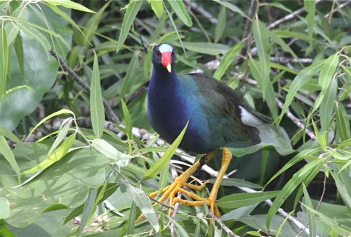 Purple gallinule. Photo by Jean Halford. All rights reserved.