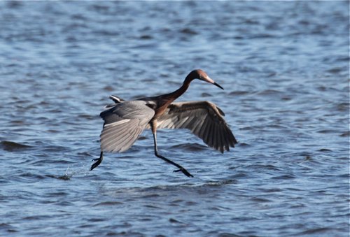 Reddish egret. Photo by Jean Halford. All rights reserved.