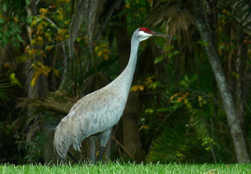 Sandhill crane. Photo by Rick Taylor. Copyright Borderland Tours. All rights reserved. 