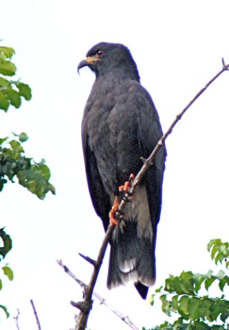 Snail kite. Photo by Rick Taylor. Copyright Borderland Tours. All rights reserved.
