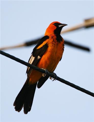 Spot-breasted oriole photo courtesy of Paul Bithorn. All rights reserved.