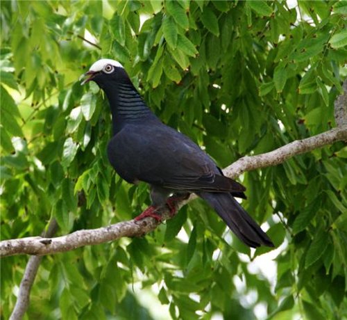 White-crowned pigeon. Photo by McDonald courtesy of Paul Bithorn. All rights reserved.