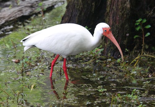 White ibis. Photo by Jean Halford. All rights reserved.