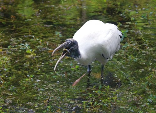 Wood stork. Photo by Jean Halford. All rights reserved.
