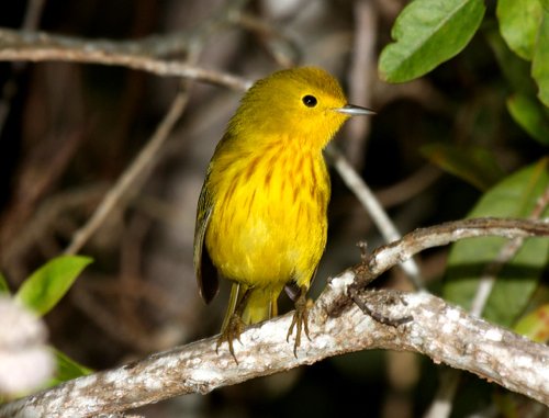 Yellow warbler golden race. Photo by Edwards courtesy of Paul Bithorn. All rights reserved.
