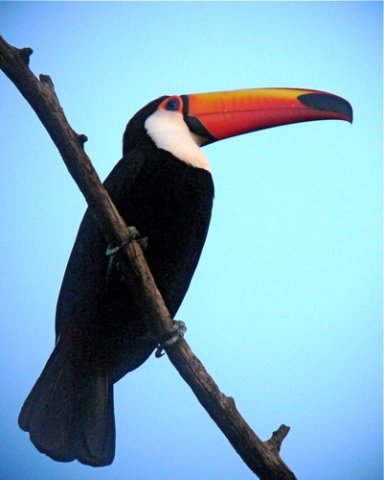 Toco toucan. Photo by Rick Taylor. Copyright Borderland Tours. All rights reserved.