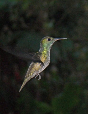 Versicolored emerald. Photo by Rick Taylor. Copyright Borderland Tours. All rights reserved.