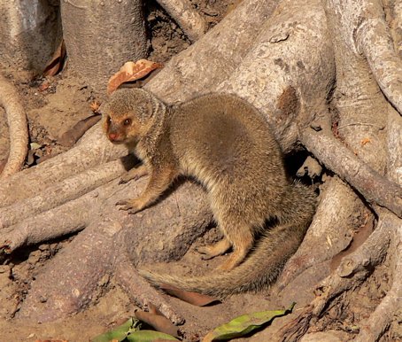 Small indian mongoose taj majal. Photo by Rick Taylor. Copyright Borderland Tours. All rights reserved.