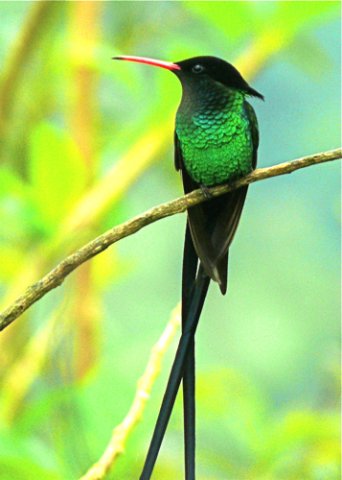 Red-billed streamertail. Photo by Rick Taylor. Copyright Borderland Tours. All rights reserved.