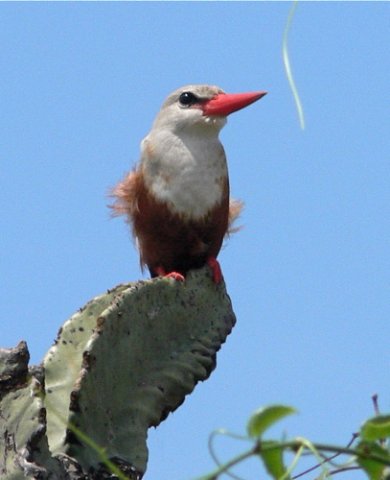 Gray-headed kingfisher. Photo by Rick Taylor. Copyright Borderland Tours. All rights reserved.