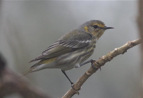 Cape may warbler juvenile Jean Halford