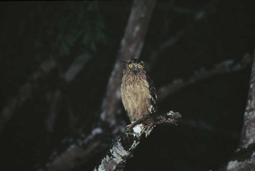 Buffy fish-owl. Photo by Jonathan Rossouw. All rights reserved.
