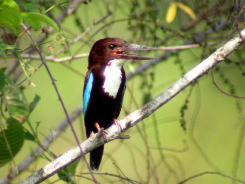 White-throated kingfisher. Photo by Adam Riley. All rights reserved.