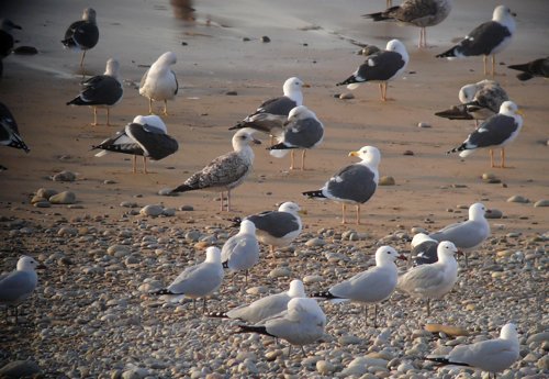 Audouins  lesser black-backed gulls. Photo by Rick Taylor. Copyright Borderland Tours. All rights reserved.