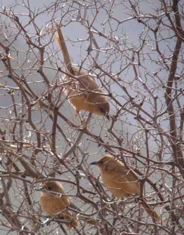 Fulvous chatterers. Photo by Rick Taylor. Copyright Borderland Tours. All rights reserved. 