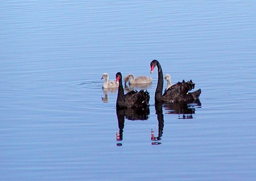 Black swan family. Photo by David Semler and  Marsha Steffen. All rights reserved.