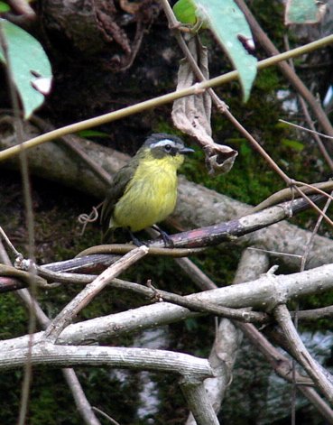 Yellow-bellied tyrannulet. Photo by Rick Taylor. Copyright Borderland Tours. All rights reserved.